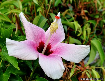 Hibiscus-like Flower