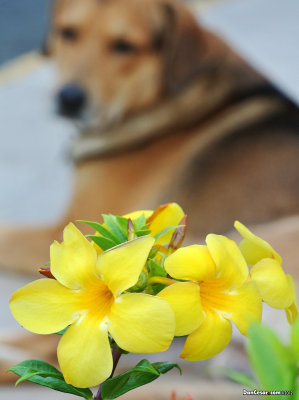 Doggie Bokeh