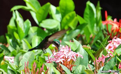 Hummingbird in Action