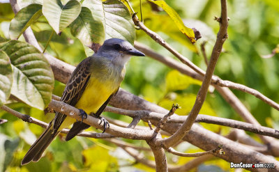 Tropical Kingbird