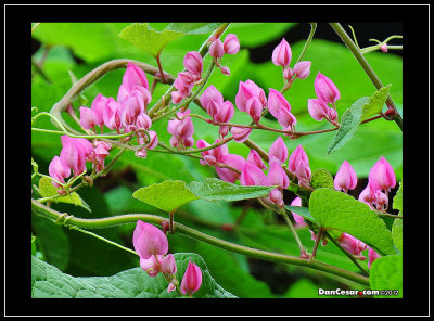 Beauty From the Yard