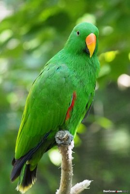 Electus Parrot