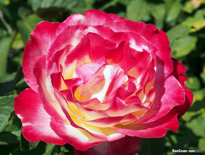 Rose at Loose Park