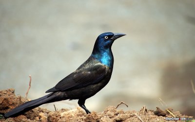 Common Grackle (Quiscalus quiscula)