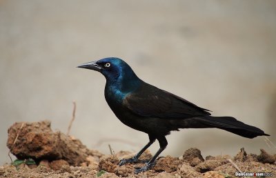 Common Grackle (Quiscalus quiscula)