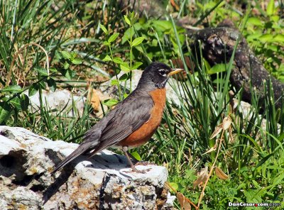 American Robin (Turdus migratorius)