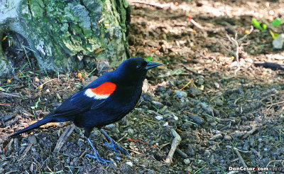 Red-Winged Blackbird