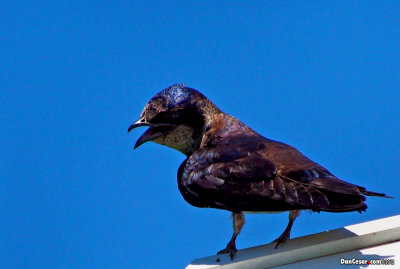 Purple Martin