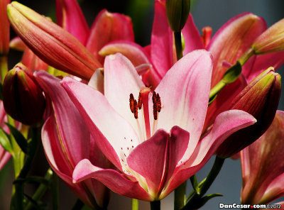 Lilies