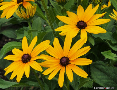 Black-Eyed Susan