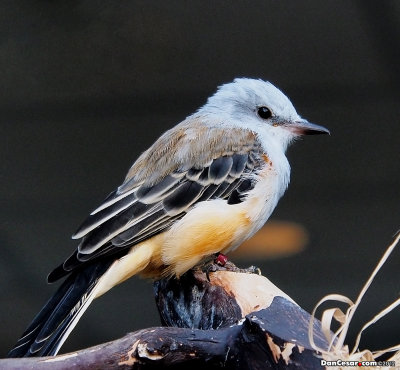 Scissor-Tailed Flycatcher, Juvenile 