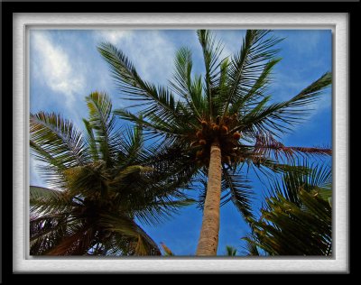 Palms On The Beach