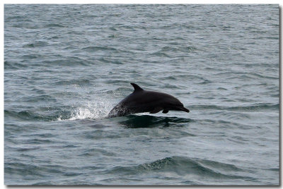 Dolphins Of Nicaragua