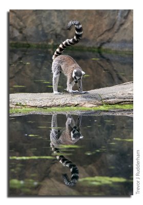 Lemurs and Turtles Having Fun!