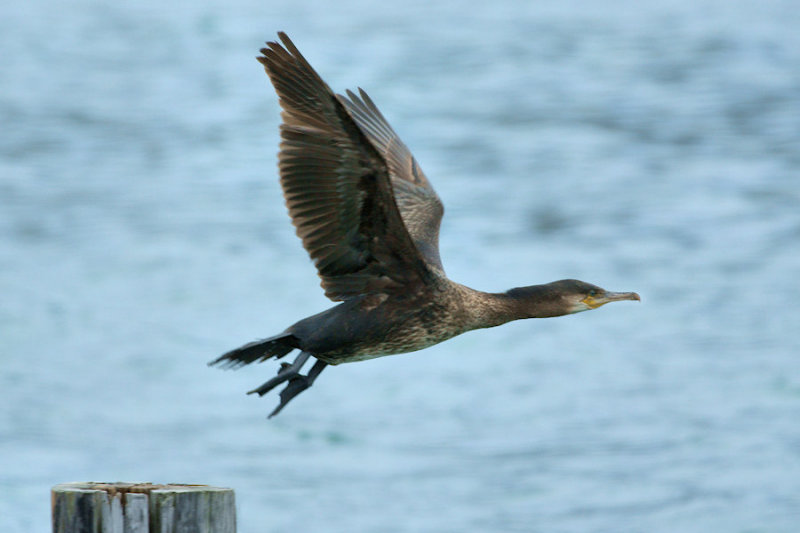 DSC00756 - On the Wing