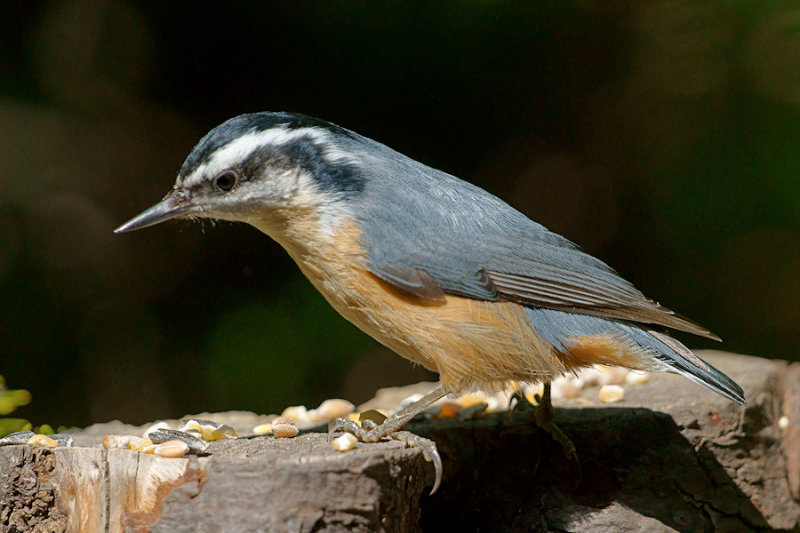 _DSC1428 - Red-Breasted Nuthatch