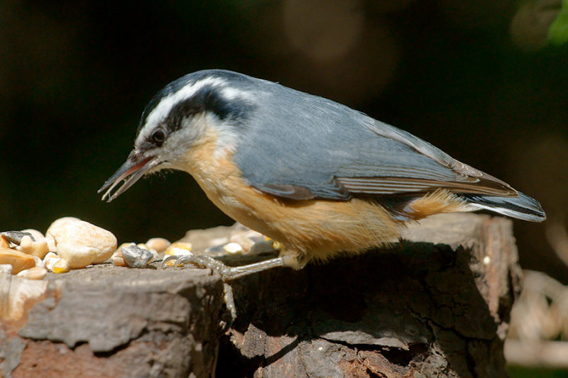 _DSC1421 - Red-Breasted Nuthatch