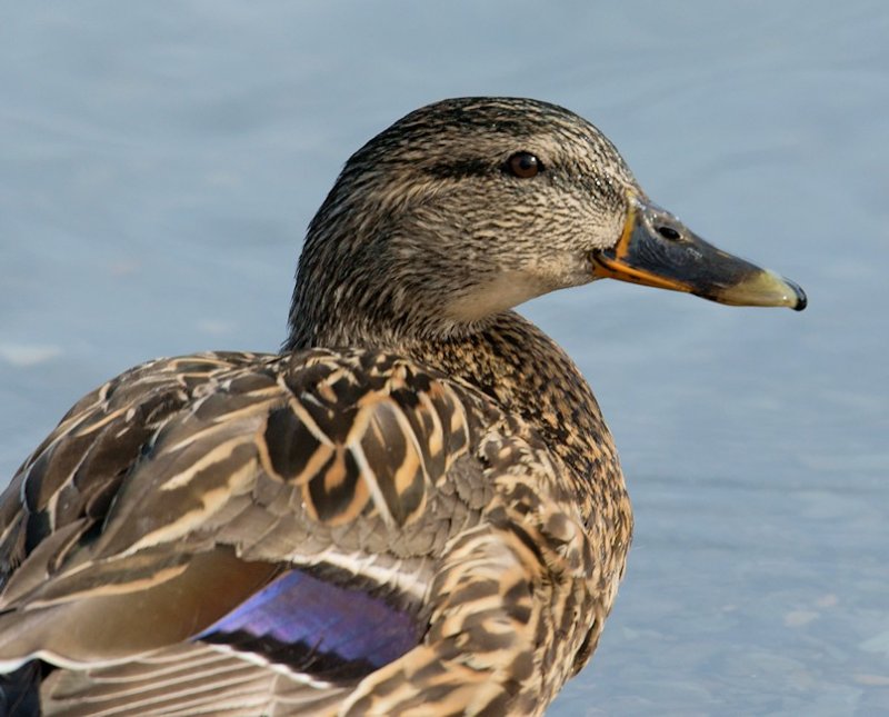 _DSC5521 - Mallard Hen Portrait