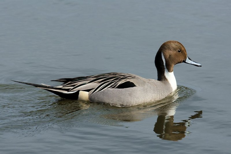 _DSC5510 - Male Northern Pintail