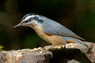 _DSC1428 - Red-Breasted Nuthatch