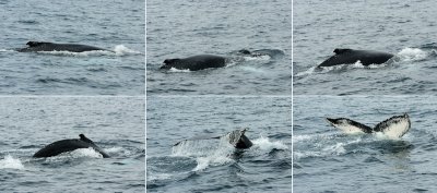 Whale Dive