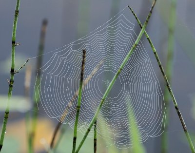 DSC02786 - Dewy Web