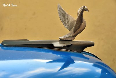 hood ornament seen everywhere