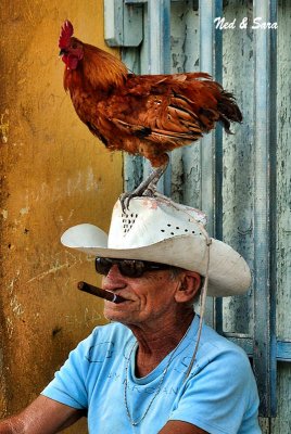 the rooster guy