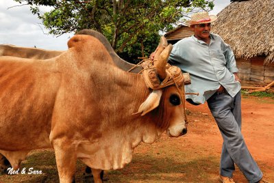 farmer and his oxen team