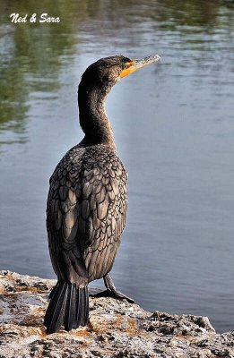 common cormorant