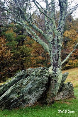 lichen covered  tree