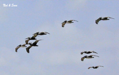 pelican squadron