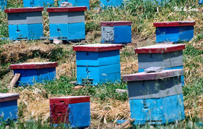 Blue Bee Hives