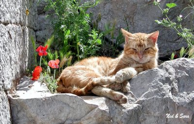 Kitty in the sun