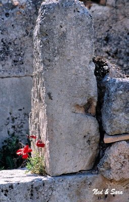 flowering rock