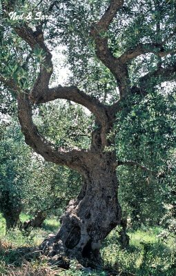 very, very old olive tree
