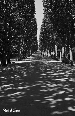 sun dappled walkway