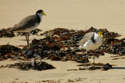 Masked lapwings