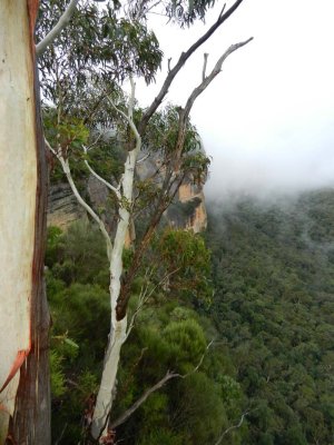 Gum tree