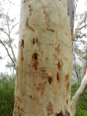 Signs of the squiggle worms