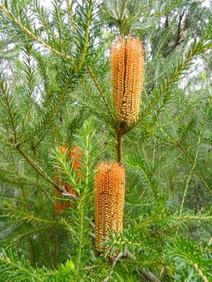 Interesting foliage