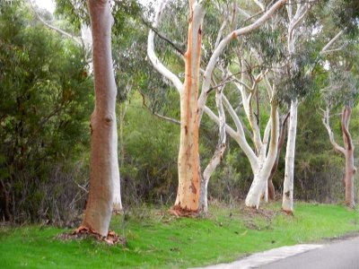 Pretty gum trees