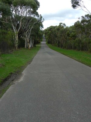 The road saves us from spiders