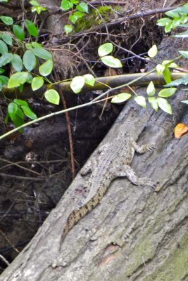 Crocodile along the Daintree River