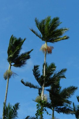 Wind in the palms