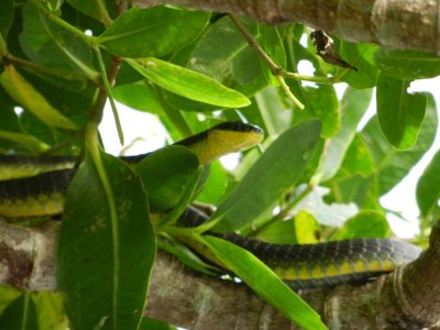Snake in the trees along the Daintree