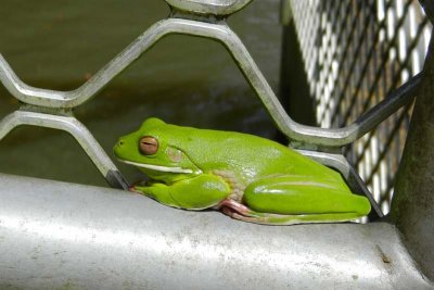A frog on the gangplank!