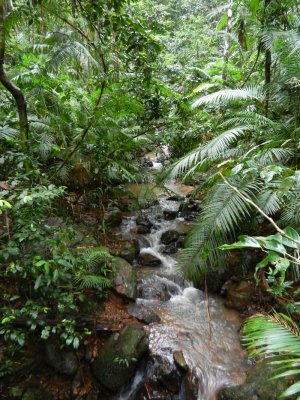 Waterfall along the boardwalk