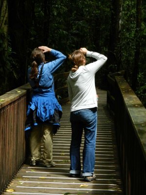 Cyn and Jess may see a life bird?