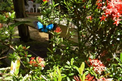 Butterfly at the ice cream shop